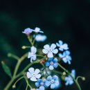 물망초forgetmenot 이미지