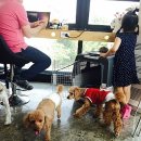 뽀도독 애견 카페 이미지