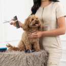 애견미용 이미지