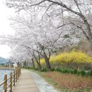 자양벚꽃100리길 이미지