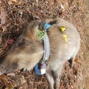 당현초교 이미지