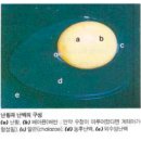닭의 생리