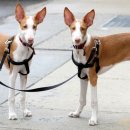 하운드펫 이미지