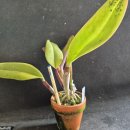C.labiata rubra Pincelada 이미지