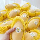 한촌농장 | [공구open] 다시 돌아온 망고 공구 오픈!