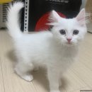 청궁중화요리 | &lt;안산 맛집&gt; &#34; 청궁중화요리 &#34; 추억이 담긴 맛있는 중화요리 전문점 (서이추환영)