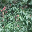 상주중앙양봉원 이미지