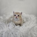 수원고양이분양 드림캣 안심분양센터 이미지