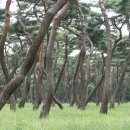 푸른나무조경 네이버블로그