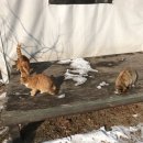 홀스킹덤 팜스테이 이미지