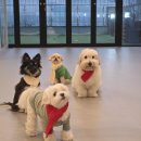 이브애견샵 | 장현동 애견호텔 장곡동애견호텔 시흥애견호텔 댕봄시흥점