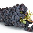 탑케어동물의료원 이미지