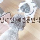 피노앤키오리조트