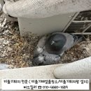 선원면-5 | 인천비둘기퇴치로 방문한 강화군 선원면 세광엔리치빌2차아파트