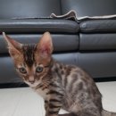 뱅갈냥이 이미지