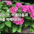여름꽃 종류 파란 핑크 보라색 수국 색깔 꽃말 이미지