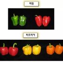 피망 이미지