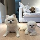 멈미스 이미지