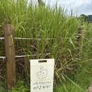 함파우길 | 전북 남원 카페 남원시립김병종미술관 &#39;미안커피&#39; 내돈내산 솔직후기