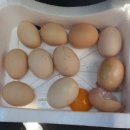 꼼지의 작은세상 이미지