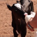 칠악골목장 이미지