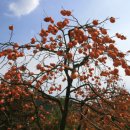 청도감마을 이미지