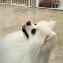 귀여워 강아지 | 홍대 강아지 카페 더귀여워(후기/가격)