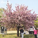 하남돼지집 앞 일부 구간 | 하남 미사경정공원 겹벚꽃 명소 위치 개화상황 만개 후 지고있는 중