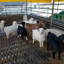 산양마루목장 이미지