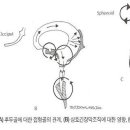 두개내부의 상호 긴장성막의 의미는 무엇인가? 이미지