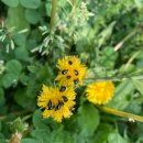 수원-0428 이미지