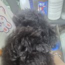 크러쉬 푸들 이미지