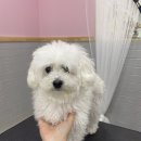 털뭉치이발소 이미지