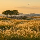 붕카센타 | [서울/상암] 하늘공원 억새축제 2025: 서울억새축제 가을축제 완벽 가이드 (feat. 하늘공원 억새축제...