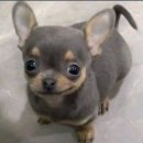펠레레코