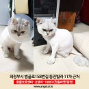 고양이 실종신고, 경기도 의정부시 범골로에서 사라진 친칠라 고양이를 찾습니다! 이미지