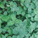 네잎클로버 이미지