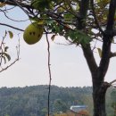 영천참기름고추집 이미지