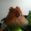 꽃보다 개 이미지