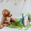 스퀘어독스 이미지