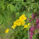 애기똥풀 이미지