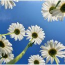 희망의 꽃 이미지