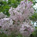 추억향기 이미지