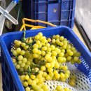 흥인농장 이미지