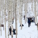 원대리 자작나무숲 이미지