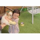 코리농장 | 서울근교동물원투어 가족테마파크 가평아침고요가족동물원 아기랑 가평여행 동물먹이주기