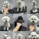 꾸니베어 이미지