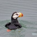 Horned Puffin 이미지