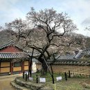 장성 백암산 백양사 고불매 (2025.03.29) 이미지