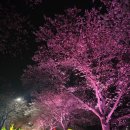 제13회 달창지길 벚꽃축제 1일차